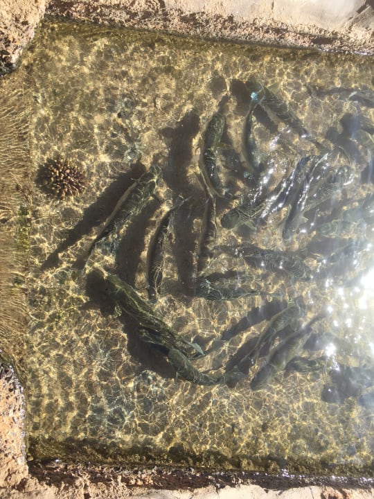 Sonstiges Pickalbatros Dana Beach Resort - Hurghada