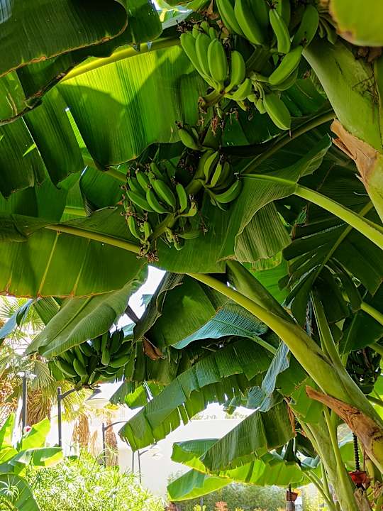 Gartenanlage Ömer Prime Holiday Resort