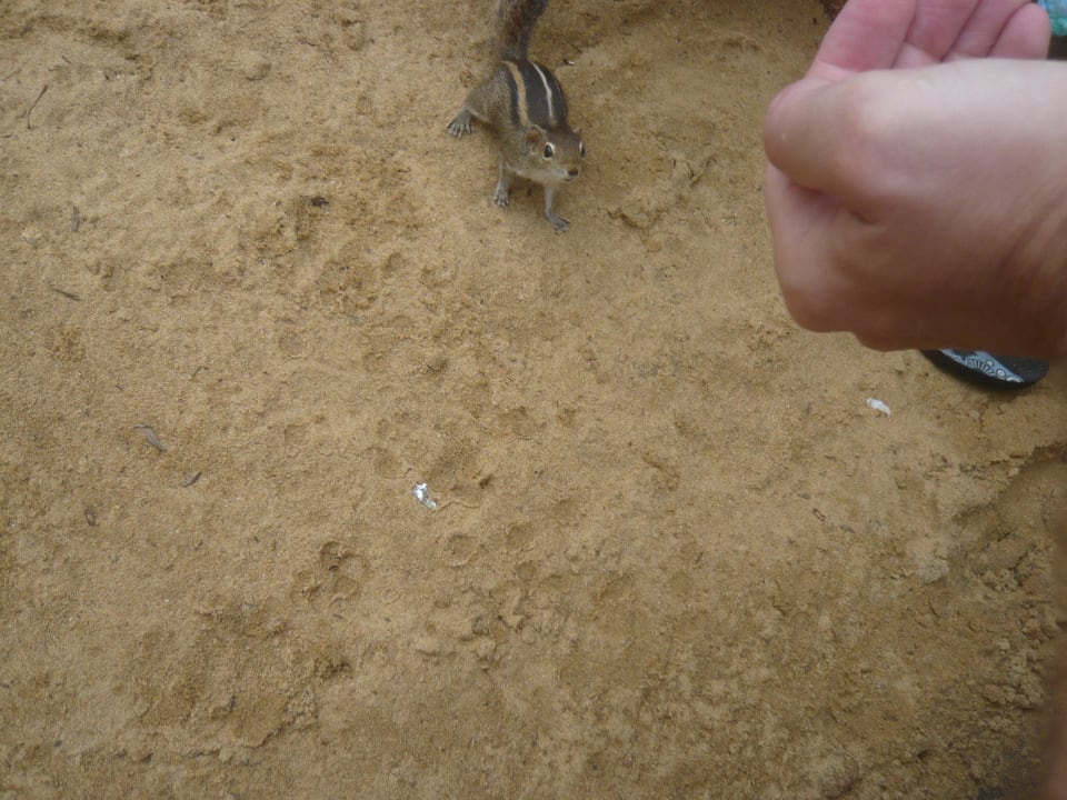 Tiere, laut und nervig - man tut dagegen Nichts! Hotel Jetwing Beach