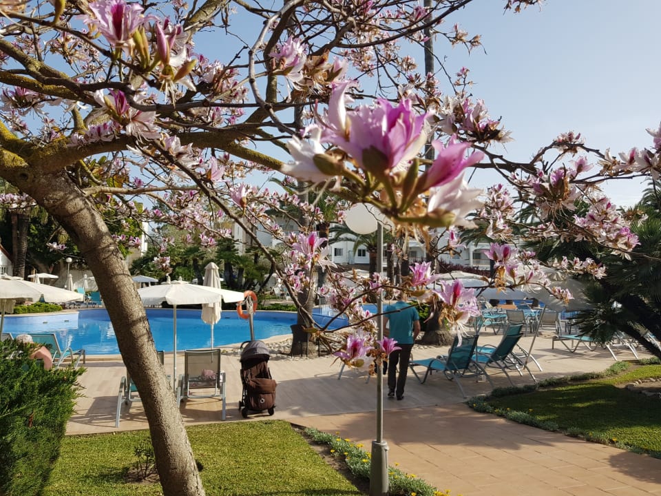 Pool Alcudia Garden Aparthotel