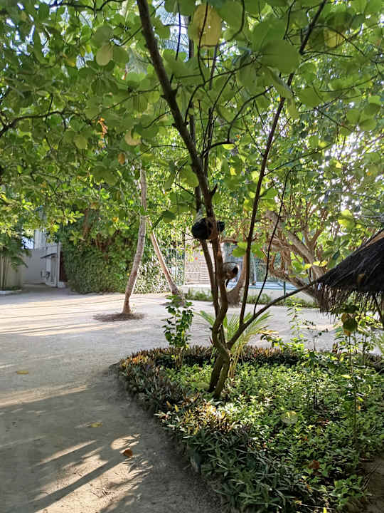 Gartenanlage Thulhagiri Island Resort