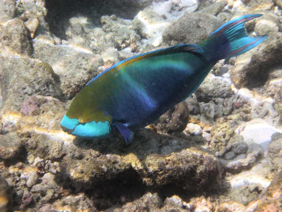Snorkling NH Collection Maldives Reethi Resort