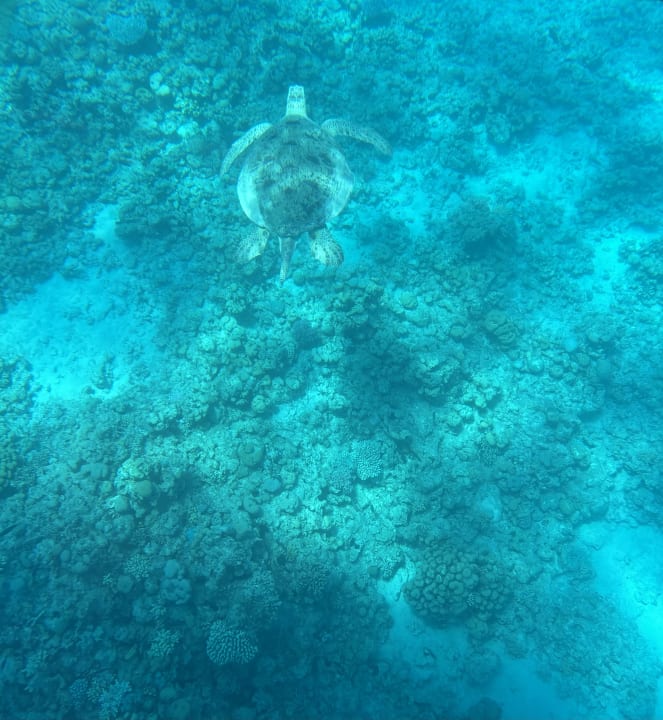 Sport & Freizeit ROBINSON SOMA BAY