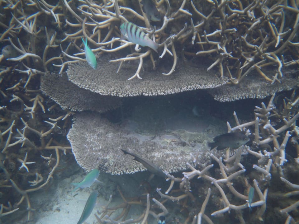 Tischkorallen und Geweihkorallen Le Peninsula Bay Beach Resort & Spa