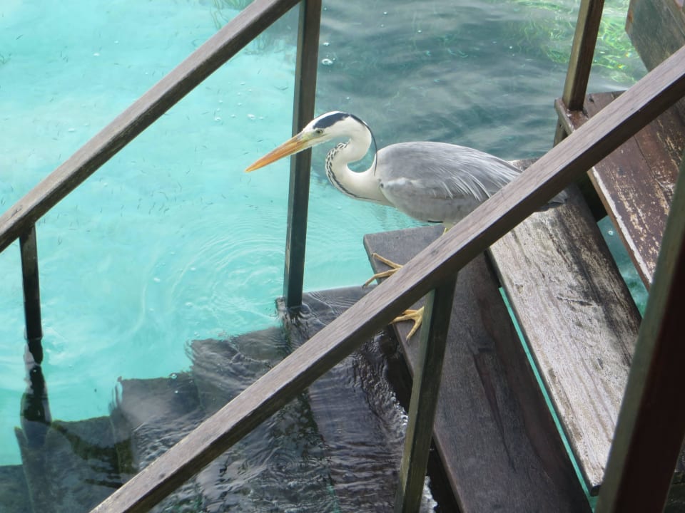 Ein Reiher auf der Treppe der Ocean Villa Adaaran Select Hudhuran Fushi - Premium All Inclusive