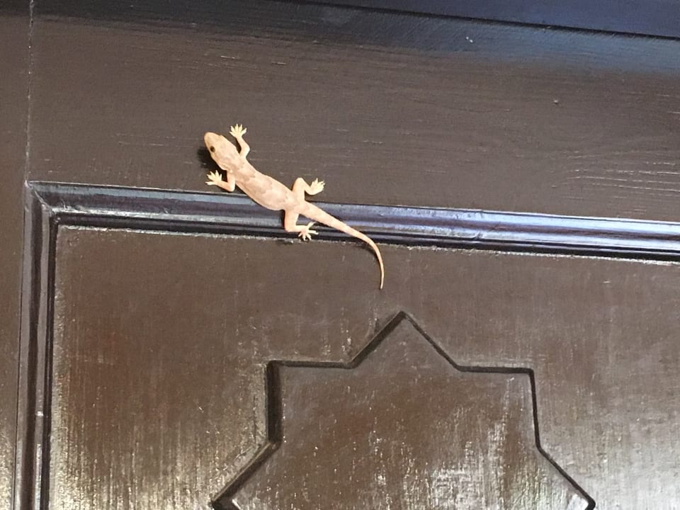 Sonstiges Steigenberger Coraya Beach - Adults only