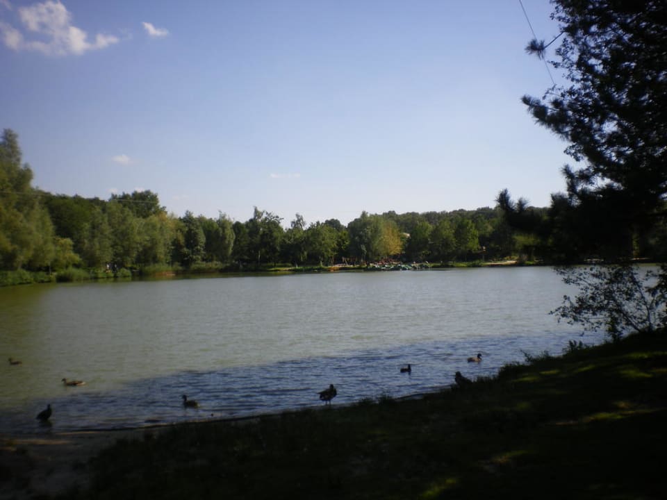 Blick aus unserem Garten Center Parcs Het Heijderbos