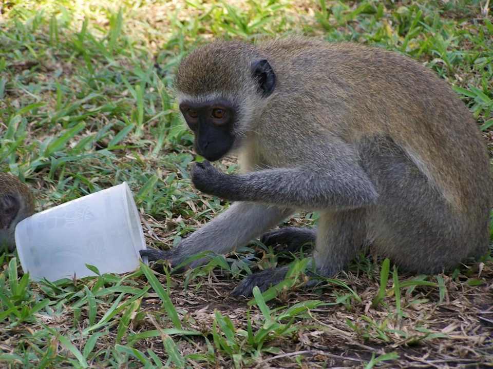 Kleiner Dieb Hotel Papillon Lagoon Reef