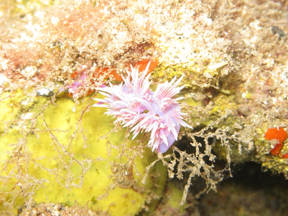 Tauchen ROBINSON ESQUINZO PLAYA