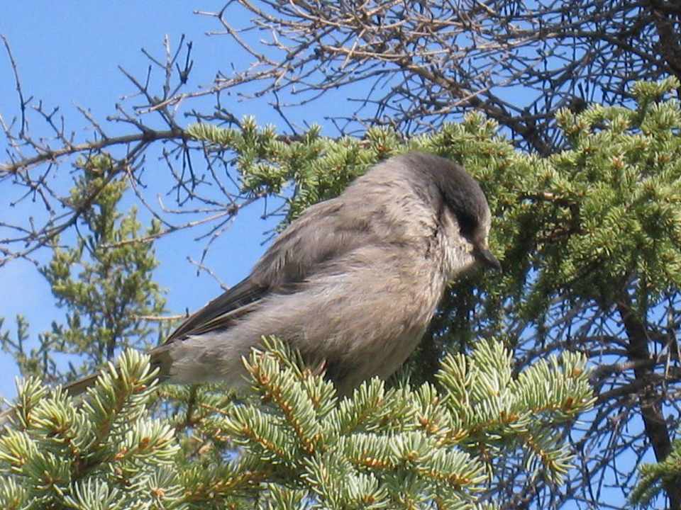 Frecher Vogel Hotel Denali River Cabins
