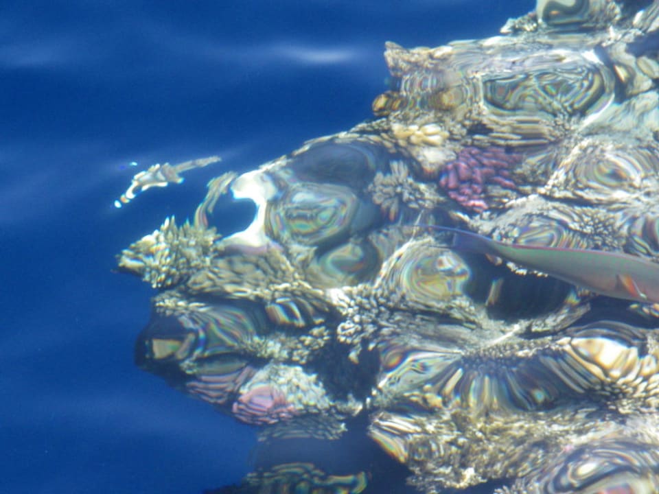 Riffkante The Grand Hotel Sharm El Sheikh