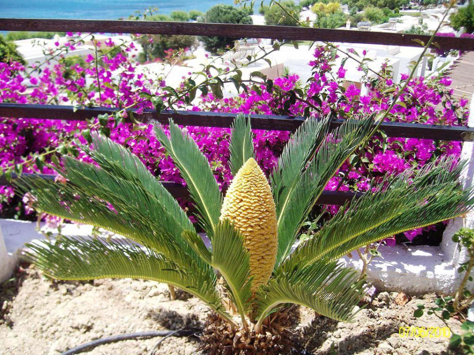 Schön angelegter Garten mit tollen Pflanzen Dimitra Beach Hotel & Suites
