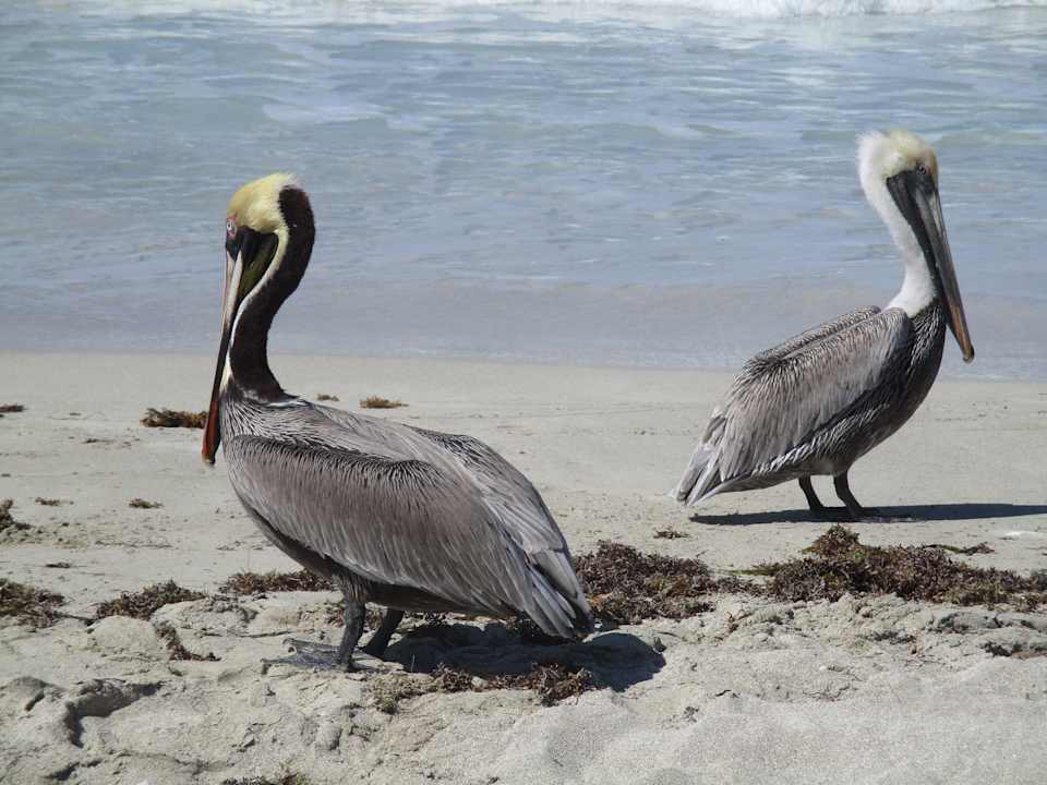 Strand Sirenis Tropical Varadero