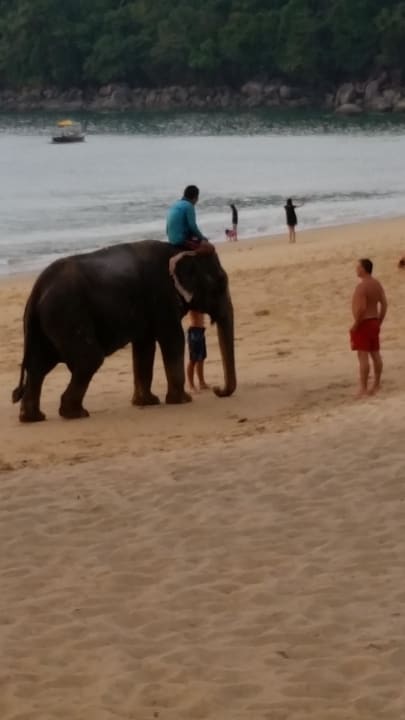 Elefant auf dem Weg, nach Hause The Briza Beach Resort Khaolak