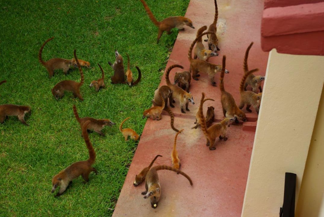 Nasenbären vor unserem Zimmer 1916 Hotel Riu Tequila