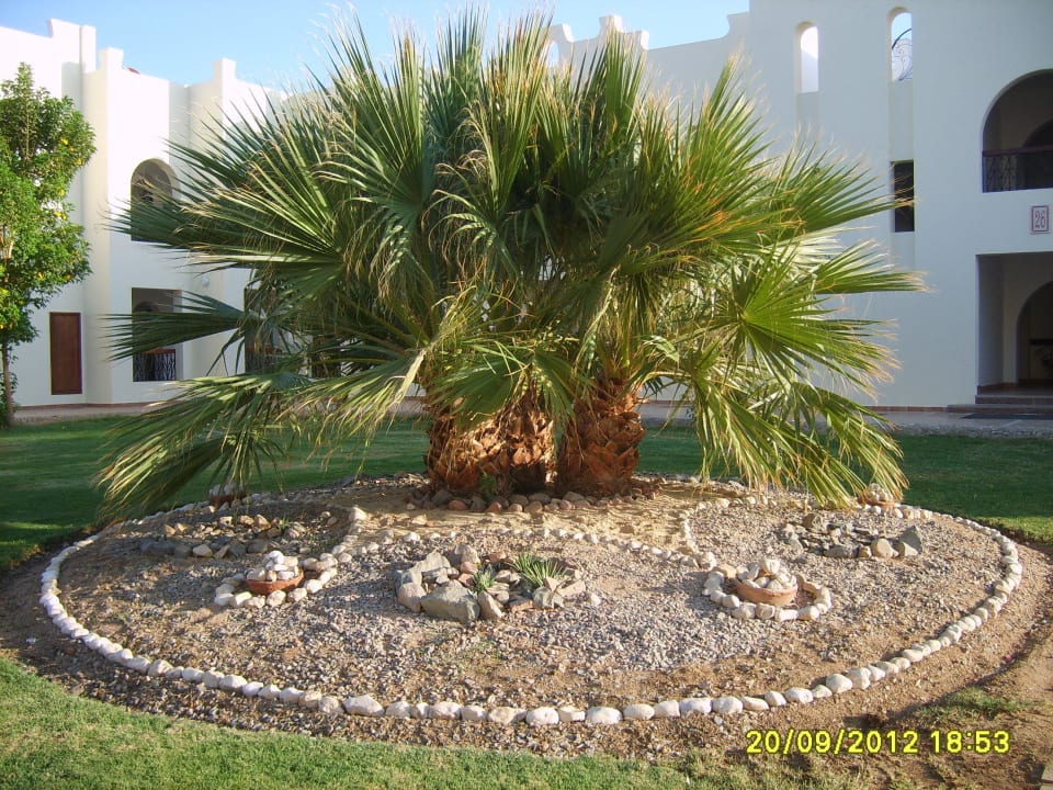 Вид из номера SUNRISE Royal Makadi Resort