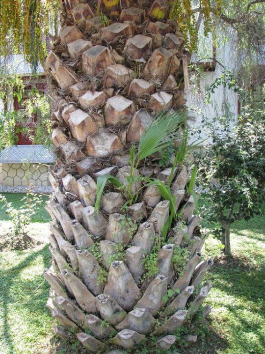 Hotelanlage Ali Bey Club