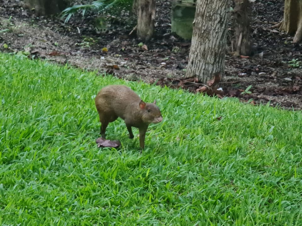 Gartenanlage Bahia Principe Grand Tulum