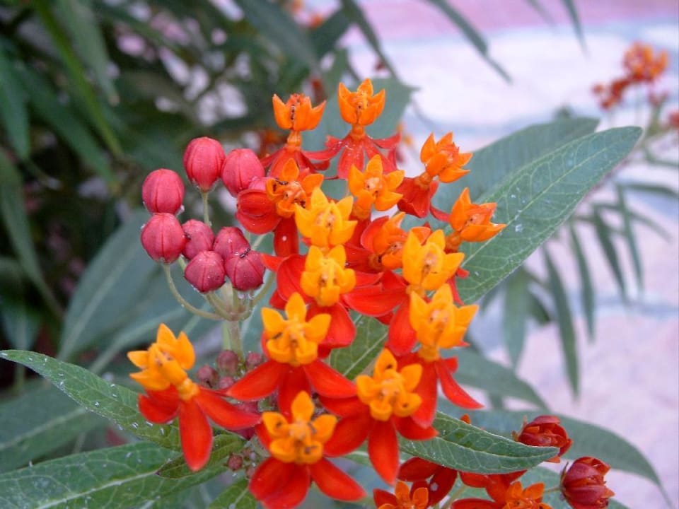 Pflanzen in der Hotelanlage Ölüdeniz Beach Resort by Z Hotels