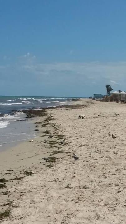 Strand, wilder Hund Djerba Sun Beach Hotel & Spa