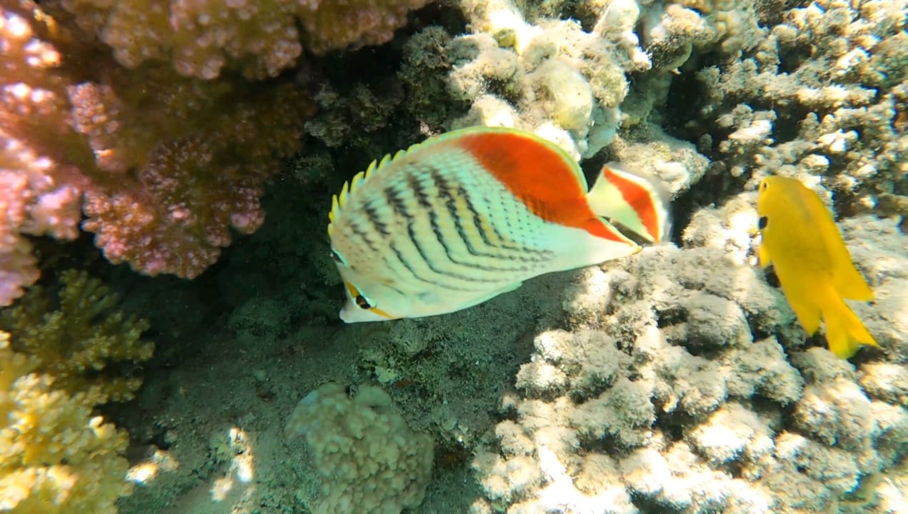 Strand Fort Arabesque Resort, Spa & Villas