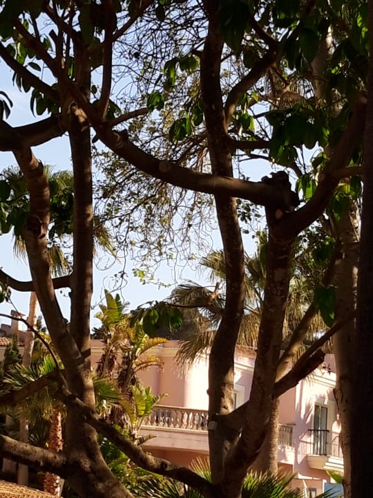 Gartenanlage R2 Lago Playa Park