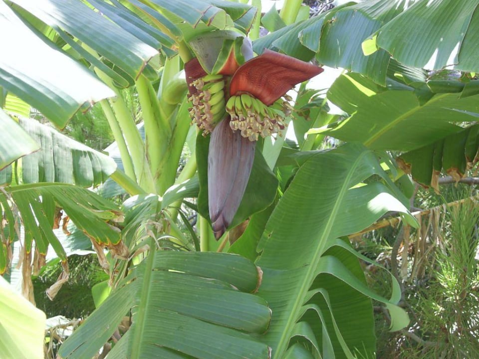 Grünanlage beim Pool Hotel Calypso Beach