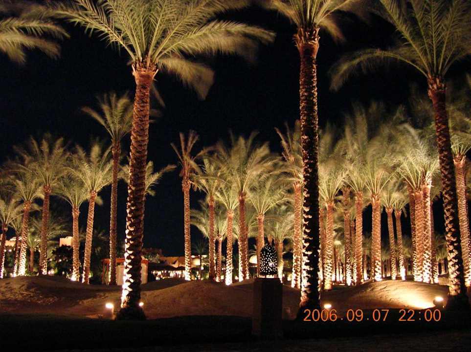 Nacht und Palme Makadi Palace