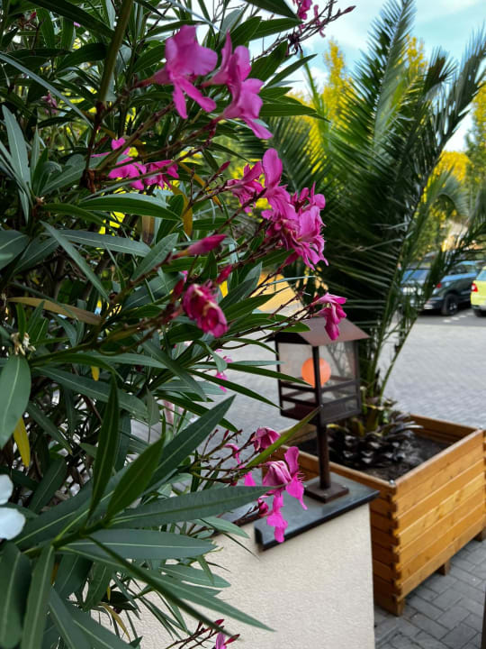 Pool Iberostar Selection Andalucía Playa