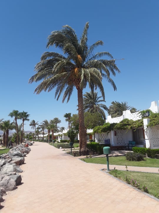 Gartenanlage Shams Safaga Resort