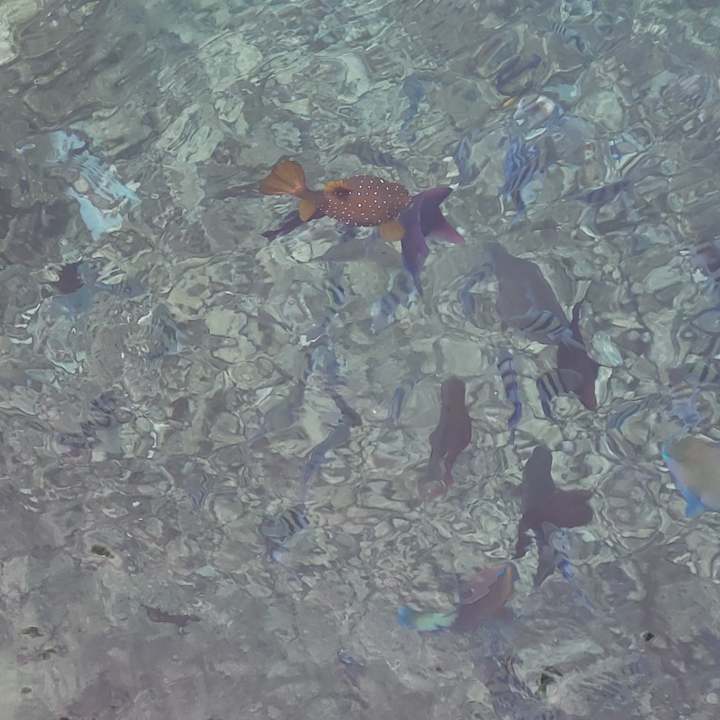 Strand Pickalbatros Citadel Resort