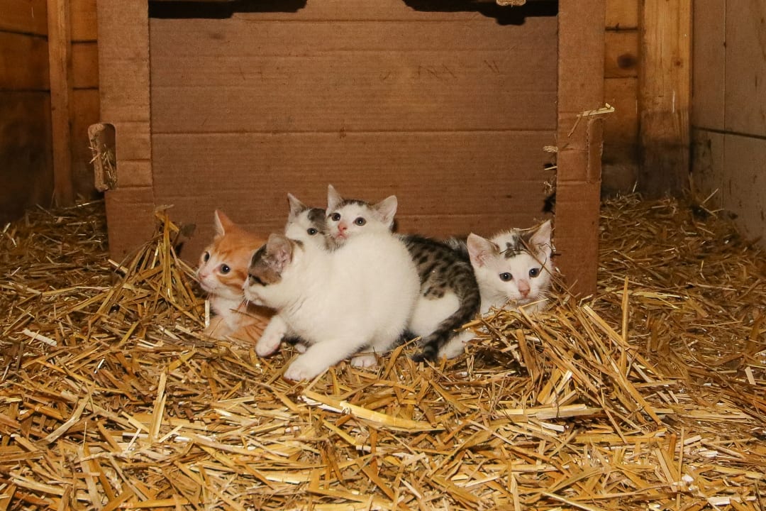 Sonstiges Hof Riederhäusl