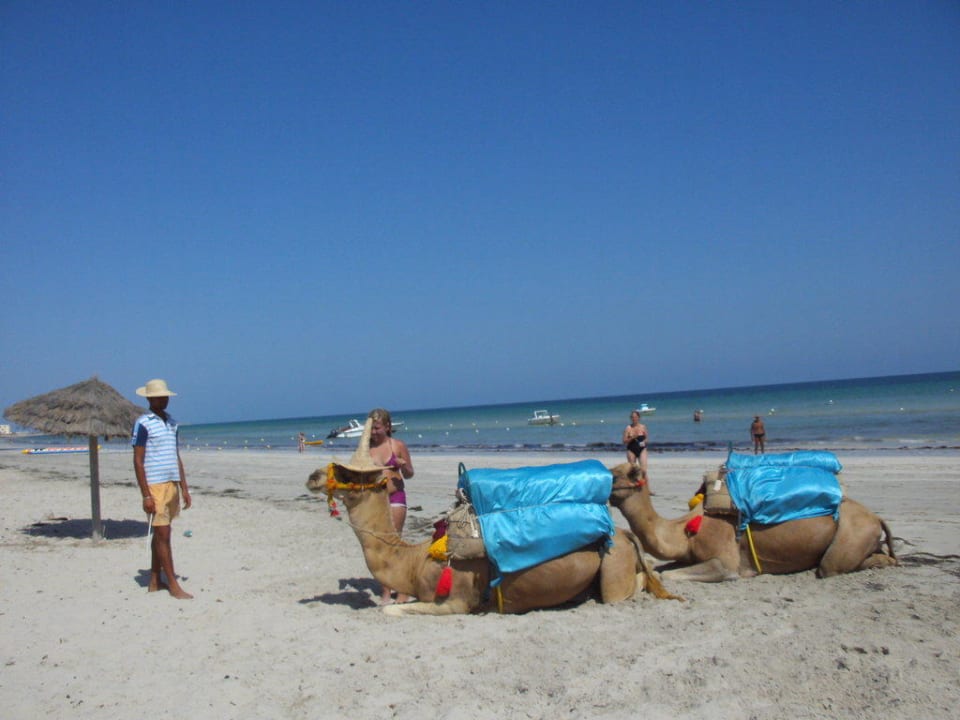 Kamel-Reiten am Strand Djerba Sun Beach Hotel & Spa