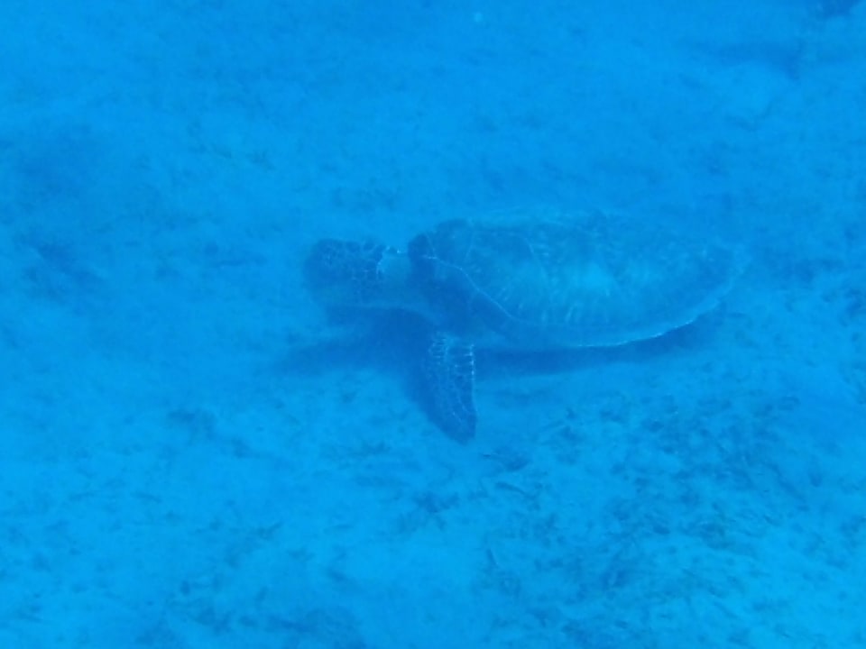 Strand Steigenberger Coraya Beach - Adults only