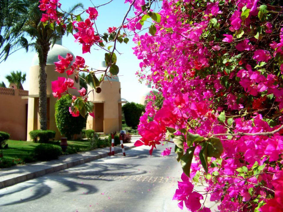 Gepflegte Anlage Sheraton Miramar Resort El Gouna