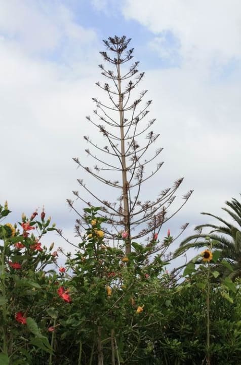 Juni 09 Aldiana Club Rocca Nettuno Calabria