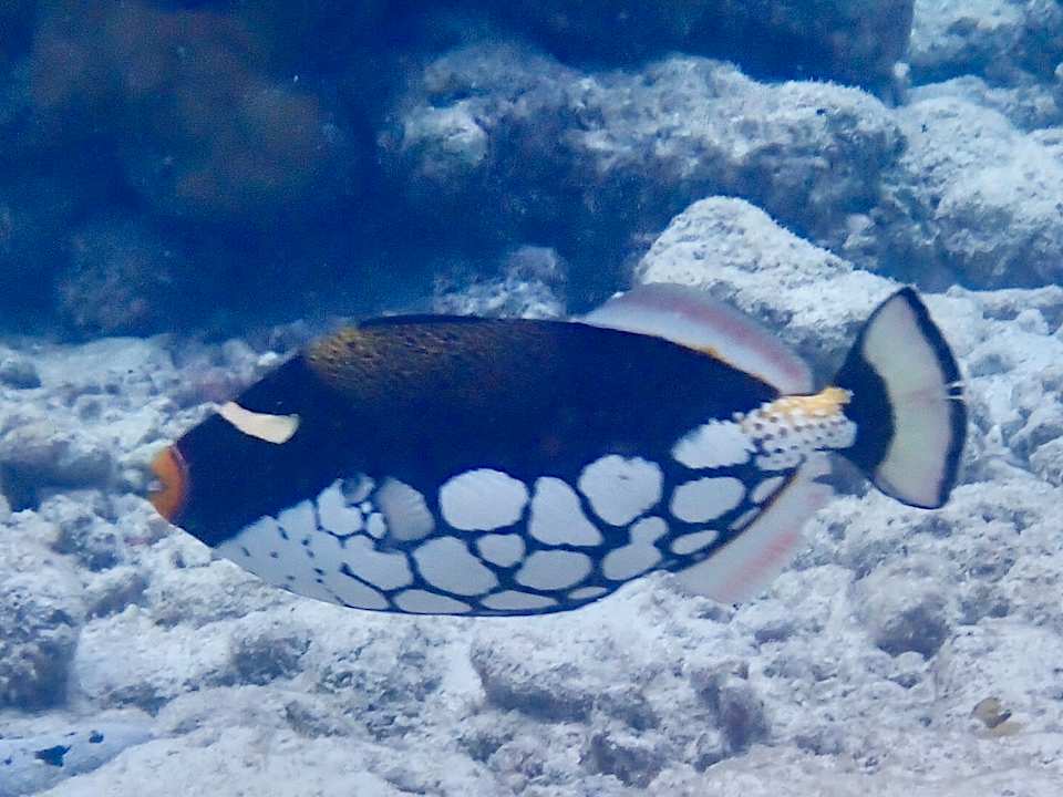 Strand Vilamendhoo Island Resort & Spa