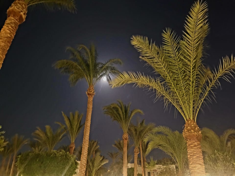 Gartenanlage Pharaoh Azur Resort