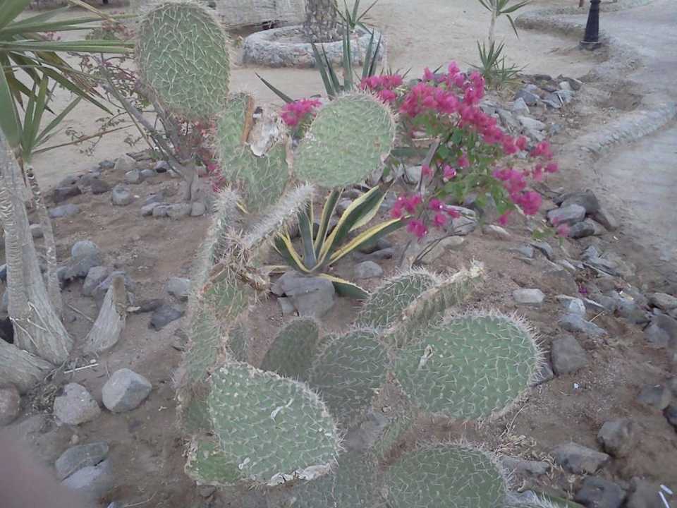 Kaktusy Riviera Aqua Park Resort