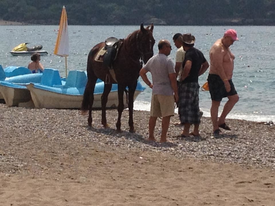 Reiten am Strand Hotel Gardenia Beach