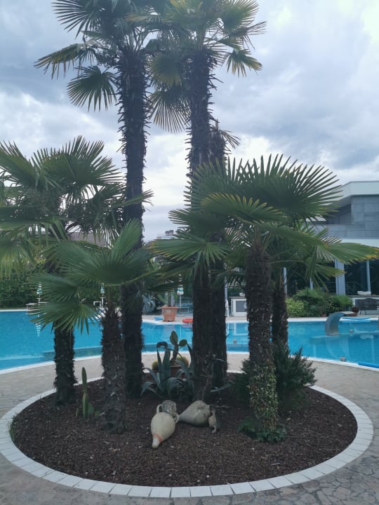 Pool Hotel Harry's Garden