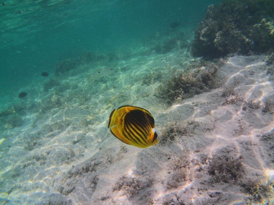 Strand Pickalbatros Sea World Resort - Marsa Alam