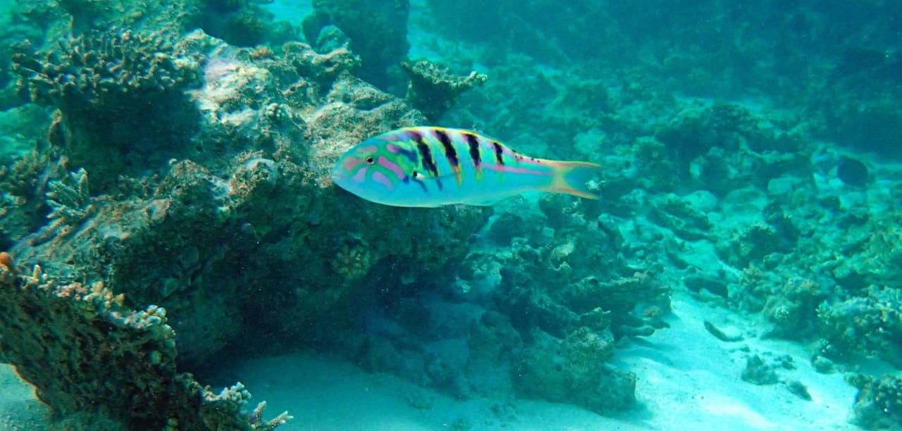 Soo schön Meeru Maldives Resort Island