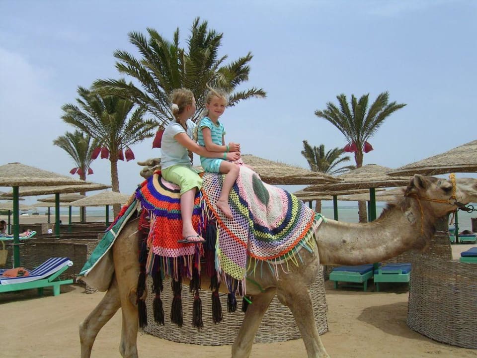 Ritt auf dem Kamel Golden Beach Resort