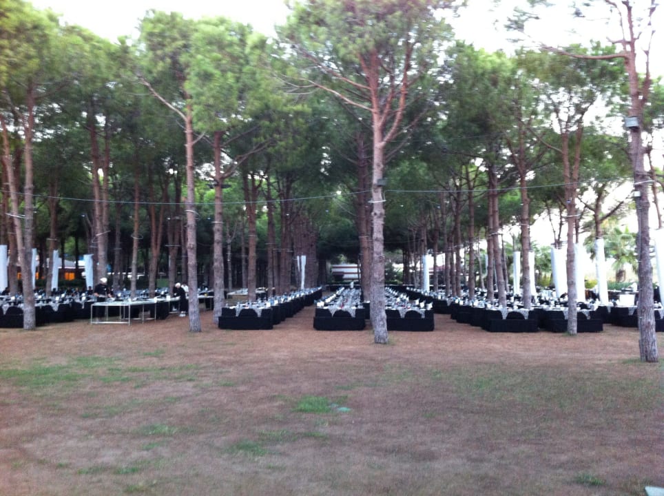 Mottoabend NIB ROBINSON NOBILIS