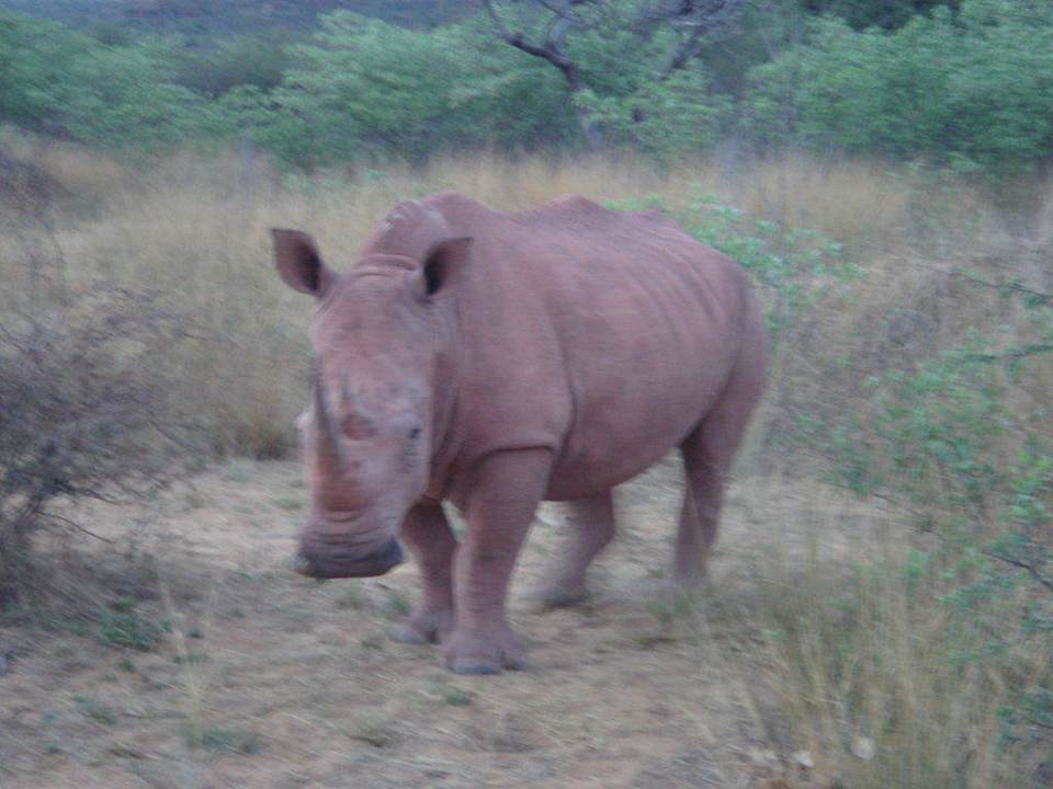 Nashorn Wabi Game Lodge