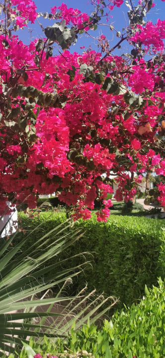 Gartenanlage Shams Safaga Resort