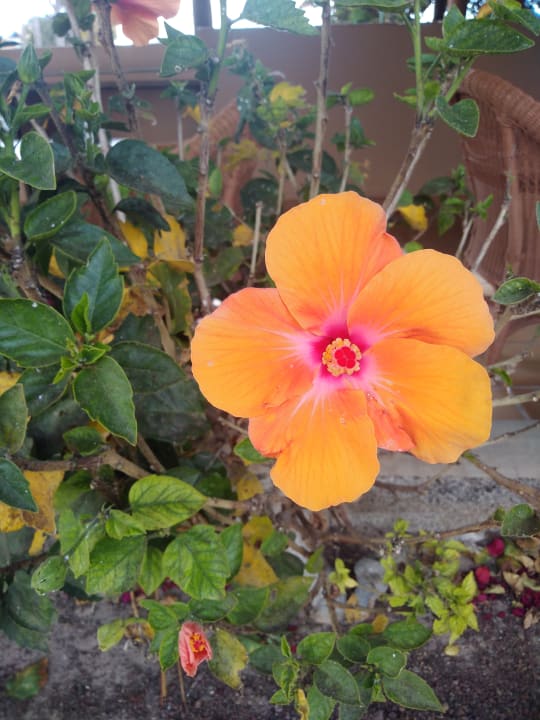 Außenansicht SBH Hotel Taro Beach