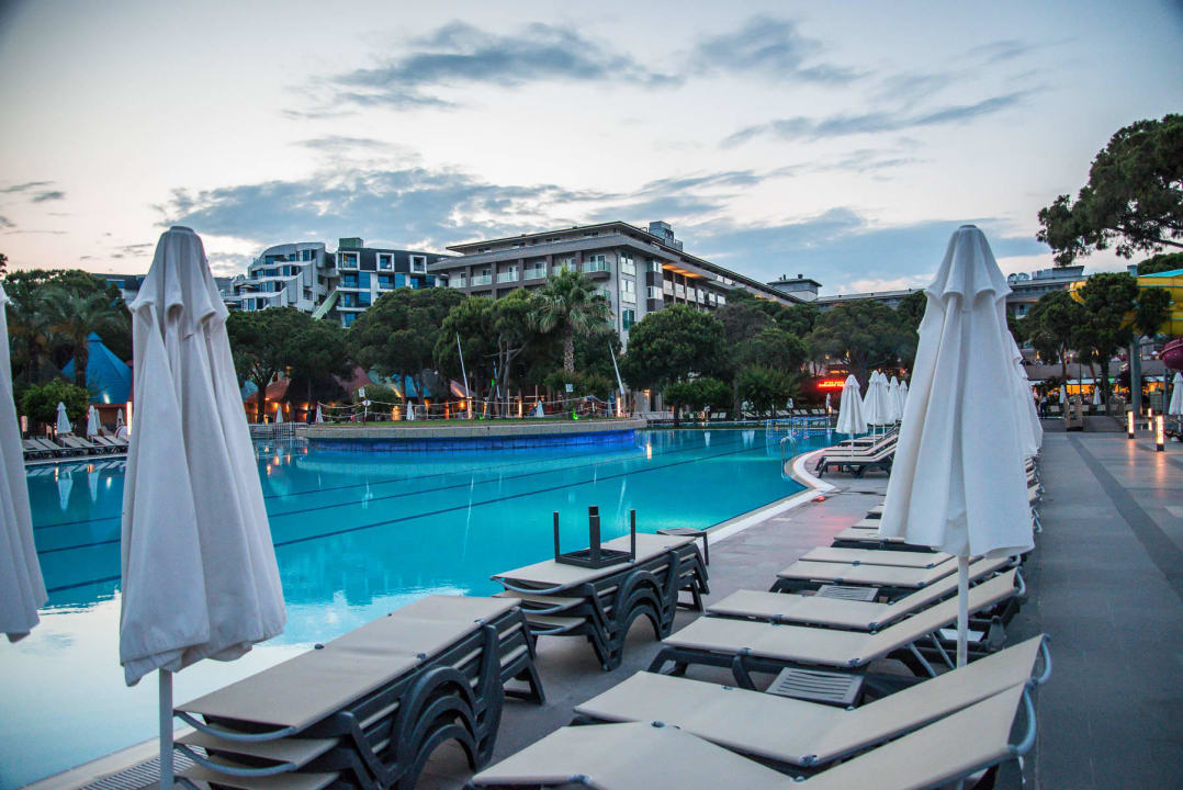 Papillon Ayscha Juni 2015 Papillon Ayscha