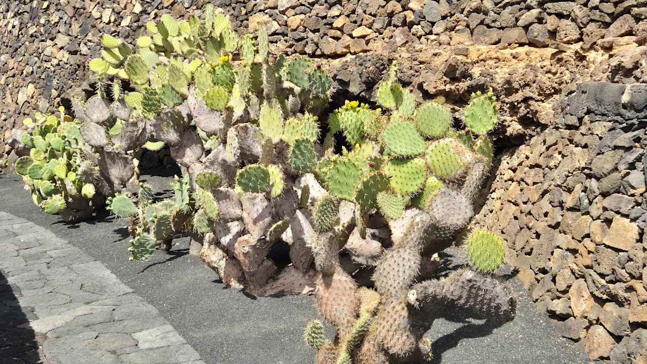 Gartenanlage allsun App.-Hotel Albatros